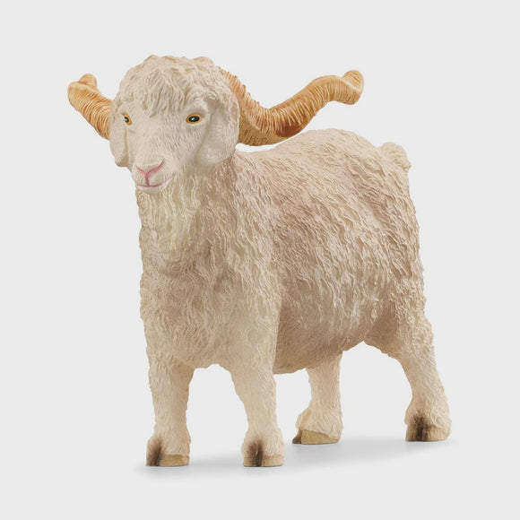 Angora Goat