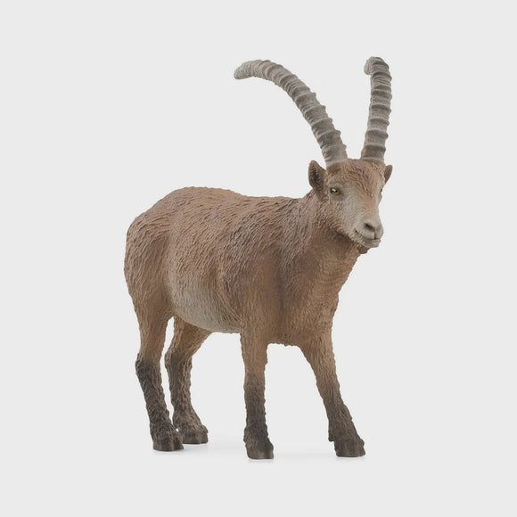 Capricorn