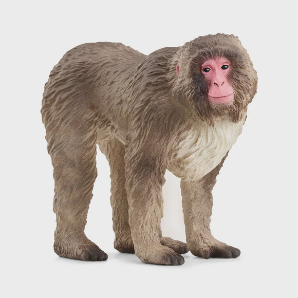 Japanese Macaque