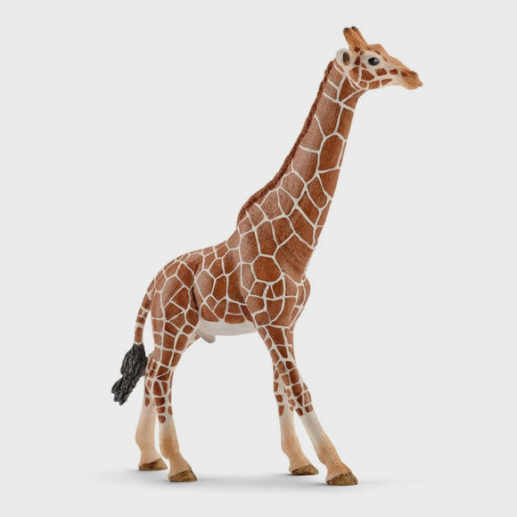 Giraffe, Male