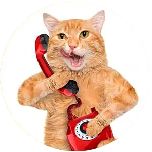 We Love Phone Orders at Kaboodles Toy Store (cat on phone)