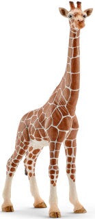 Giraffe, Female