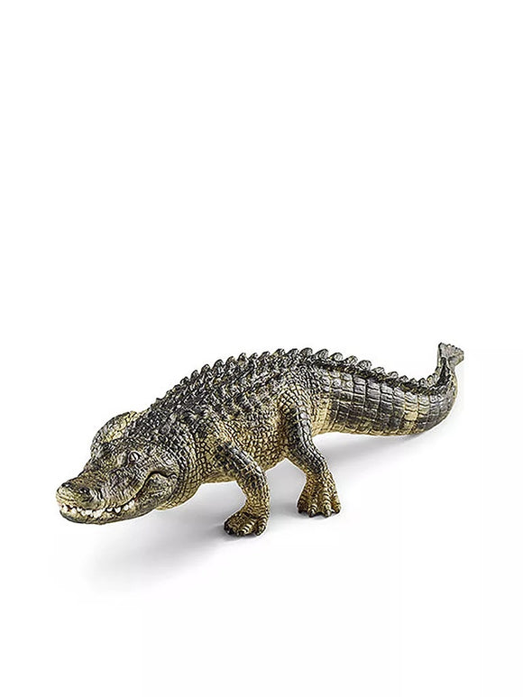 Alligator
